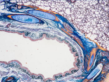 pathology