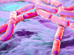 bacillus-cereus-carré