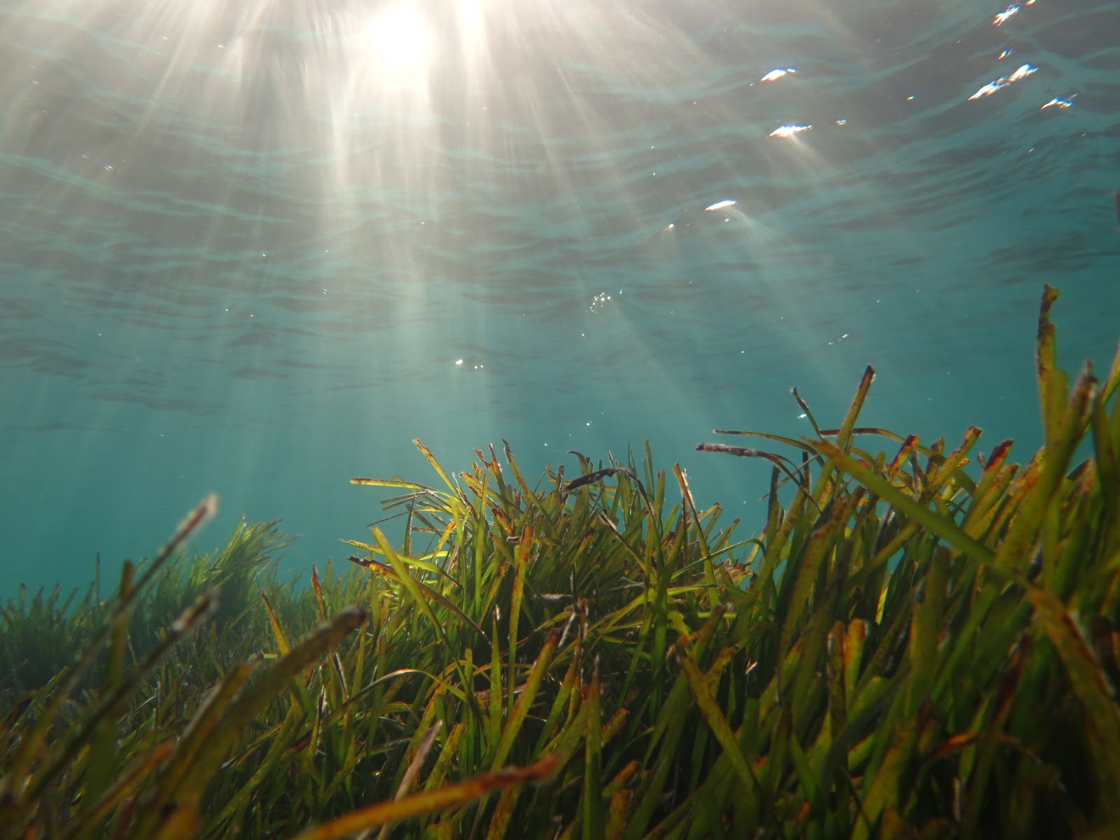 ecología-ecosistemas-marinos