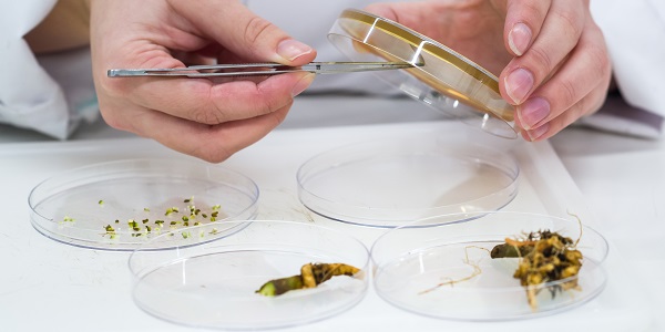 agro-plant-doctor-petridish-roots-seeds-pathology