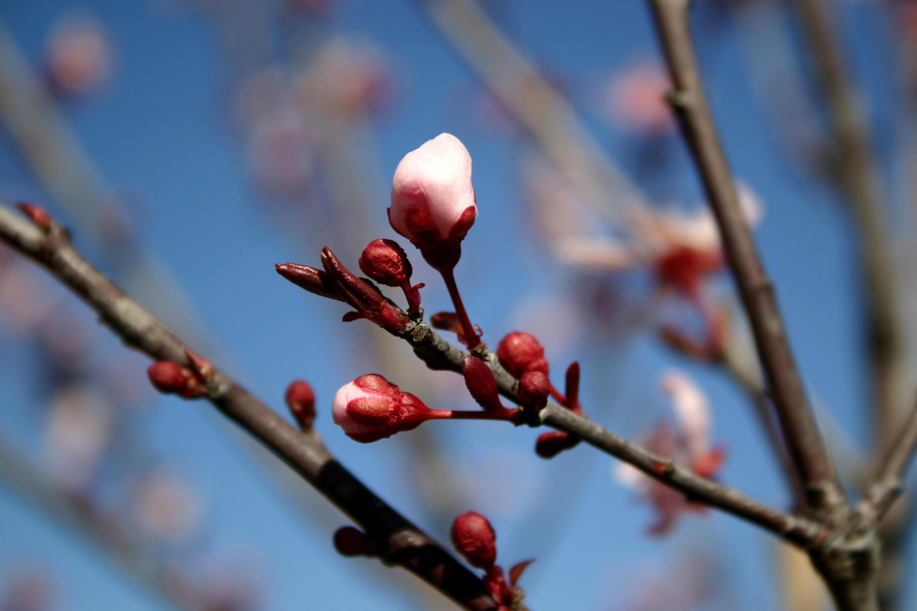 boutons-fleurs