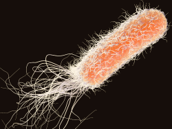pseudomonas-species-testing-accordion