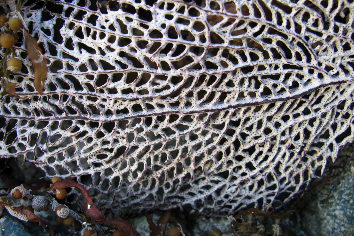 macroalga