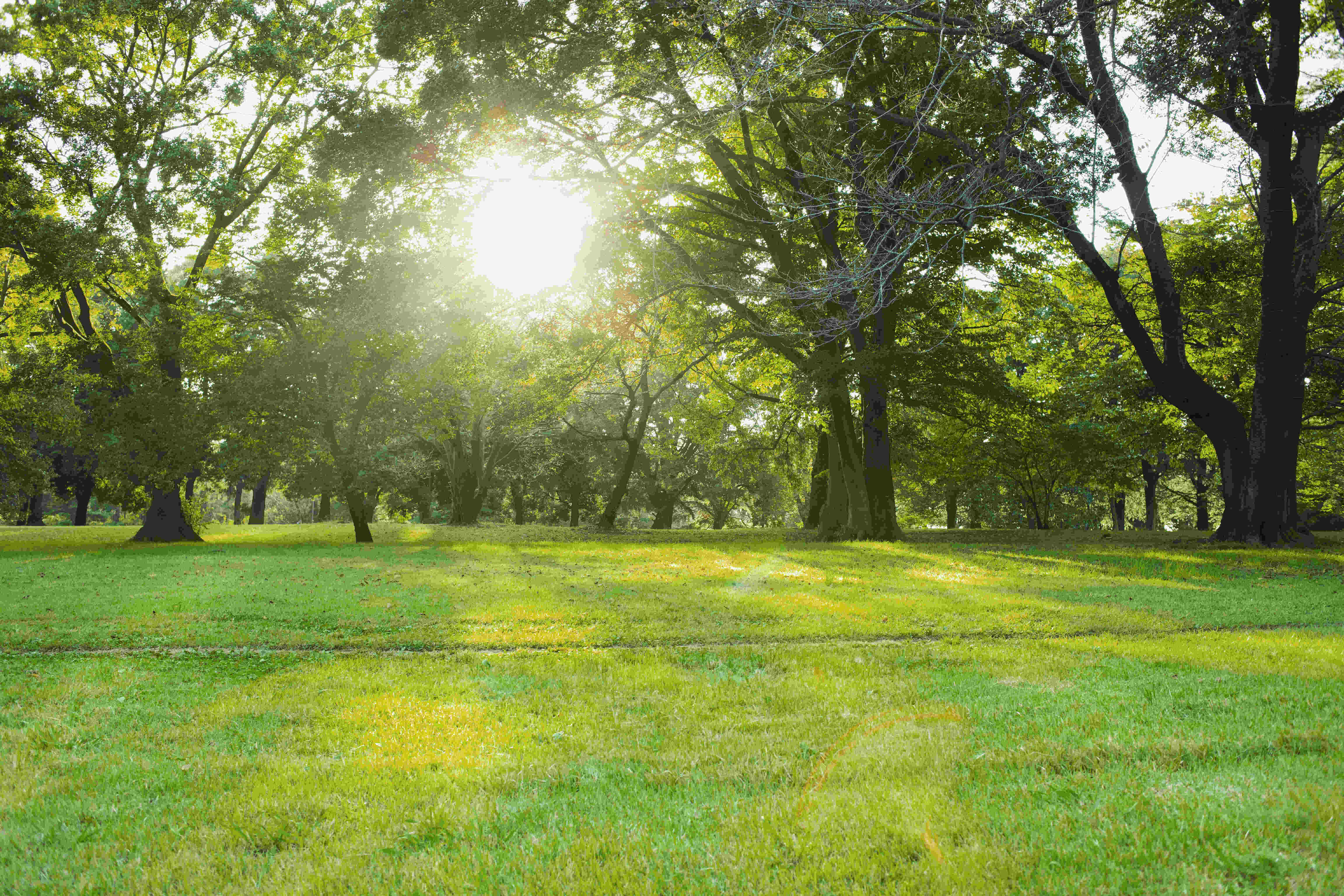park (1)