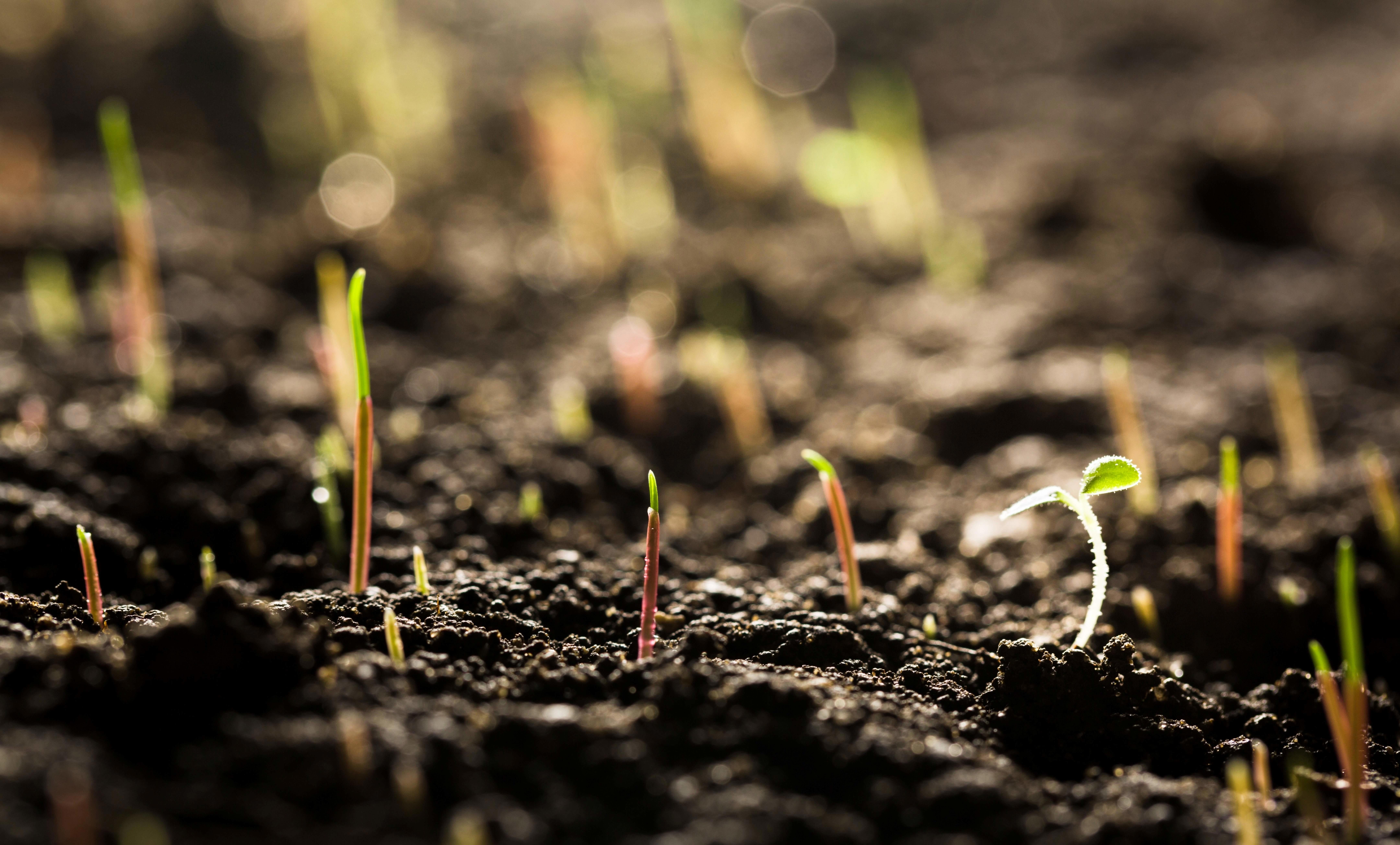 germinating-seed-in-agriculture_-8640-x-5215-px-light (1)