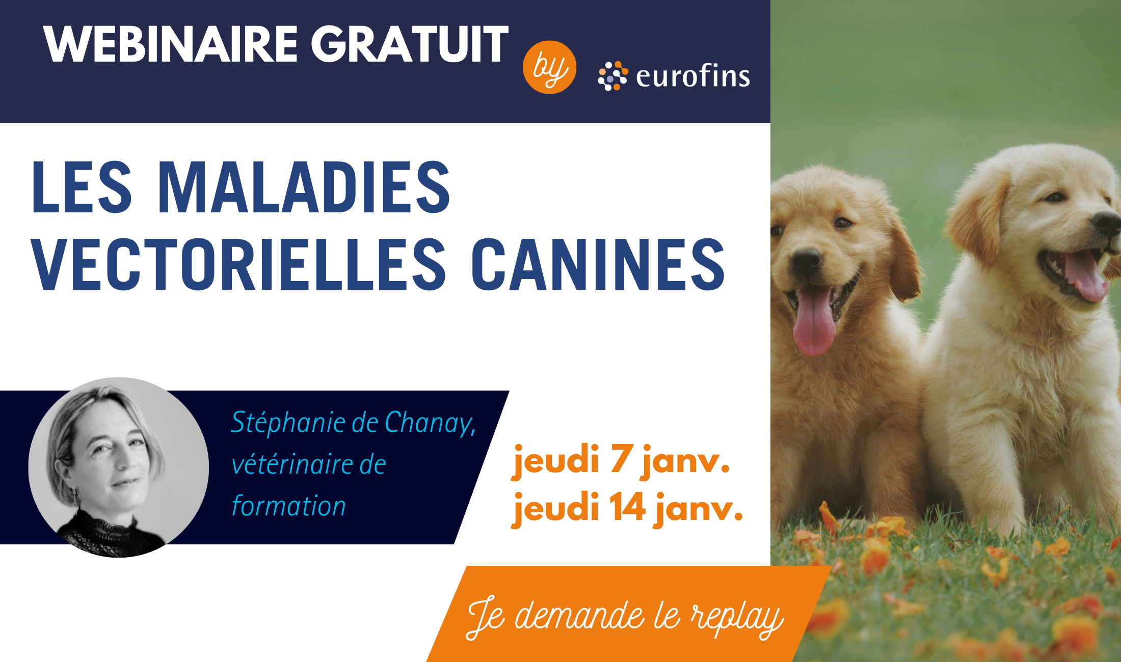 webinar-maladies-canines