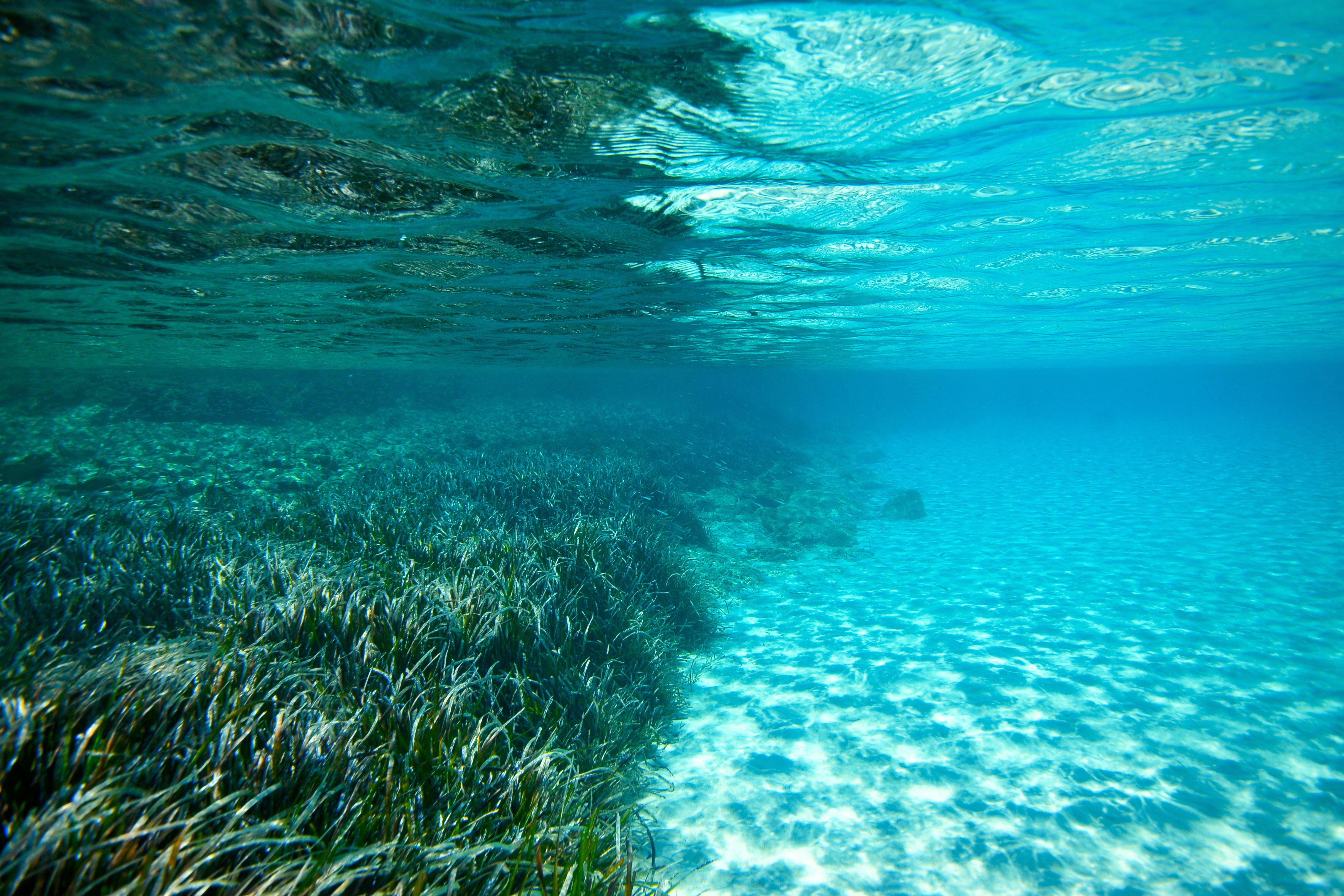 posidonia-oceanica-eurofins-environment-testing-spain