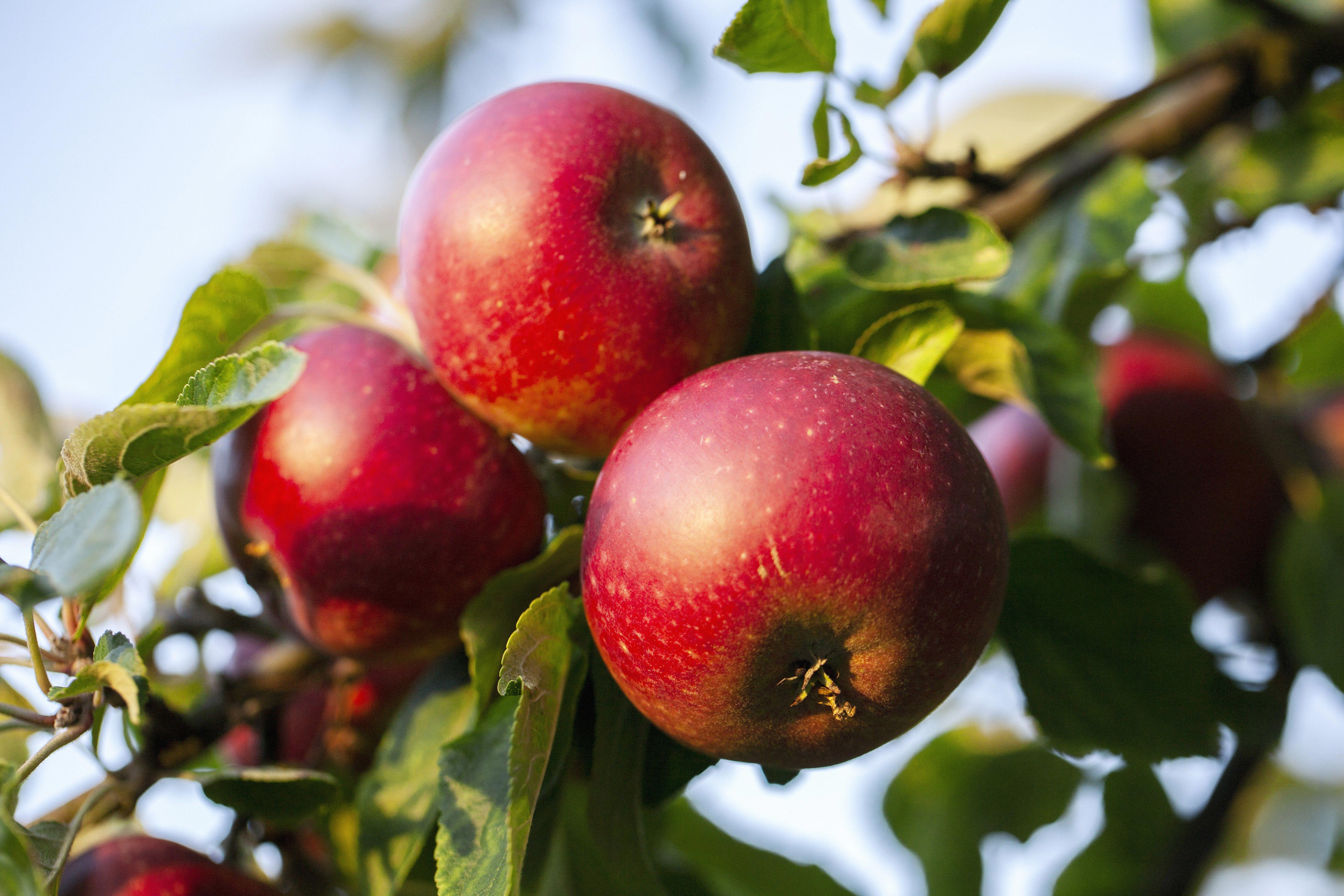 apples