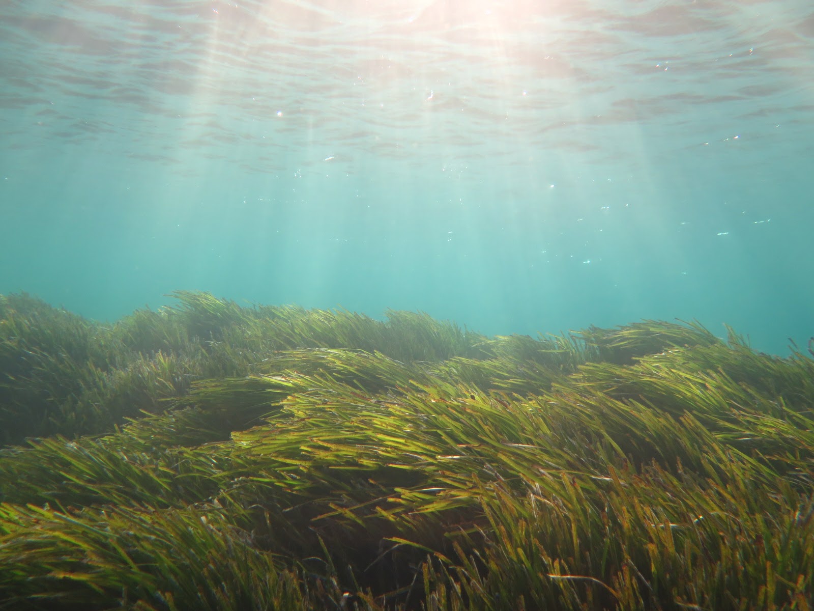eurofins-environment-posidonia-oceanica