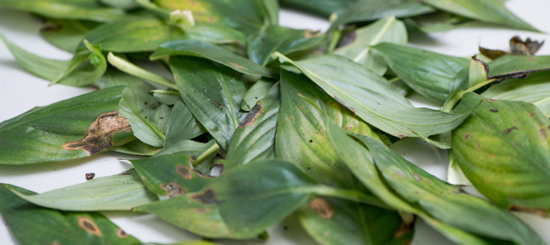 agro-plant-material