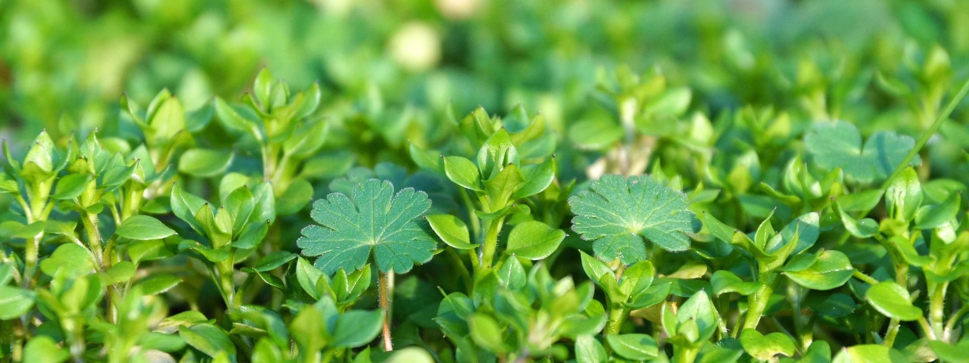 bannière-authenticité-botanique-et-végétale