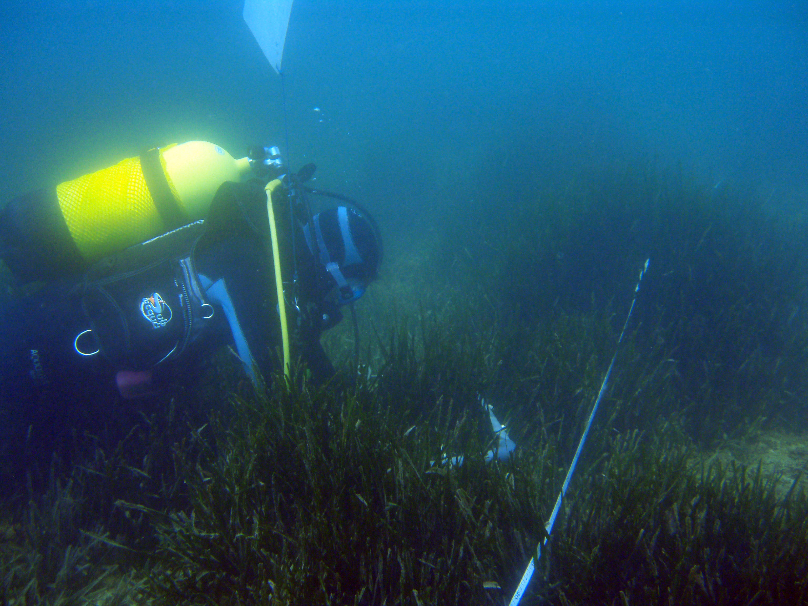 eurofins-posidonia-oceanica
