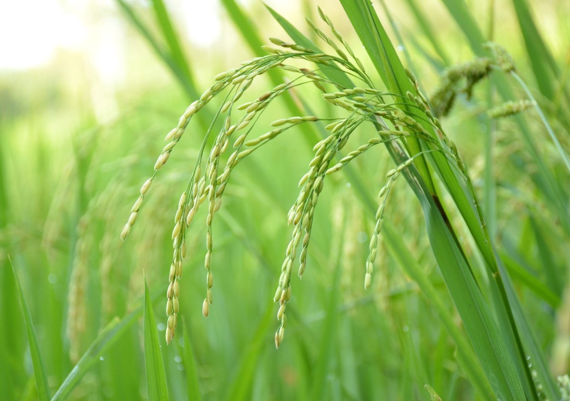 green-paddy