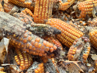 mycotoxines-aflatoxines-carré