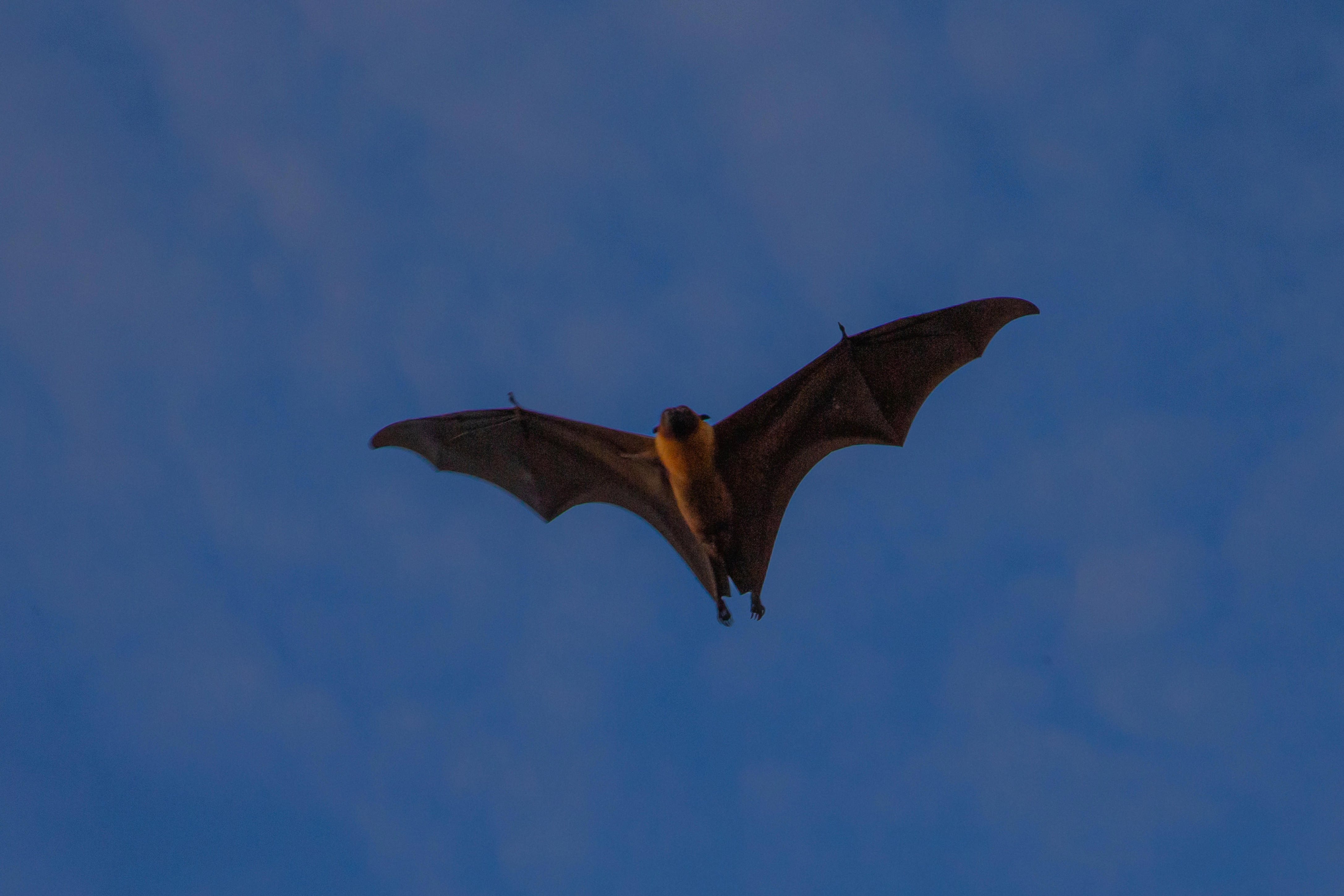 bat-flying-in-the-blue-sky-bat-flying-in-the-blue-sky_4348-x-2899-px