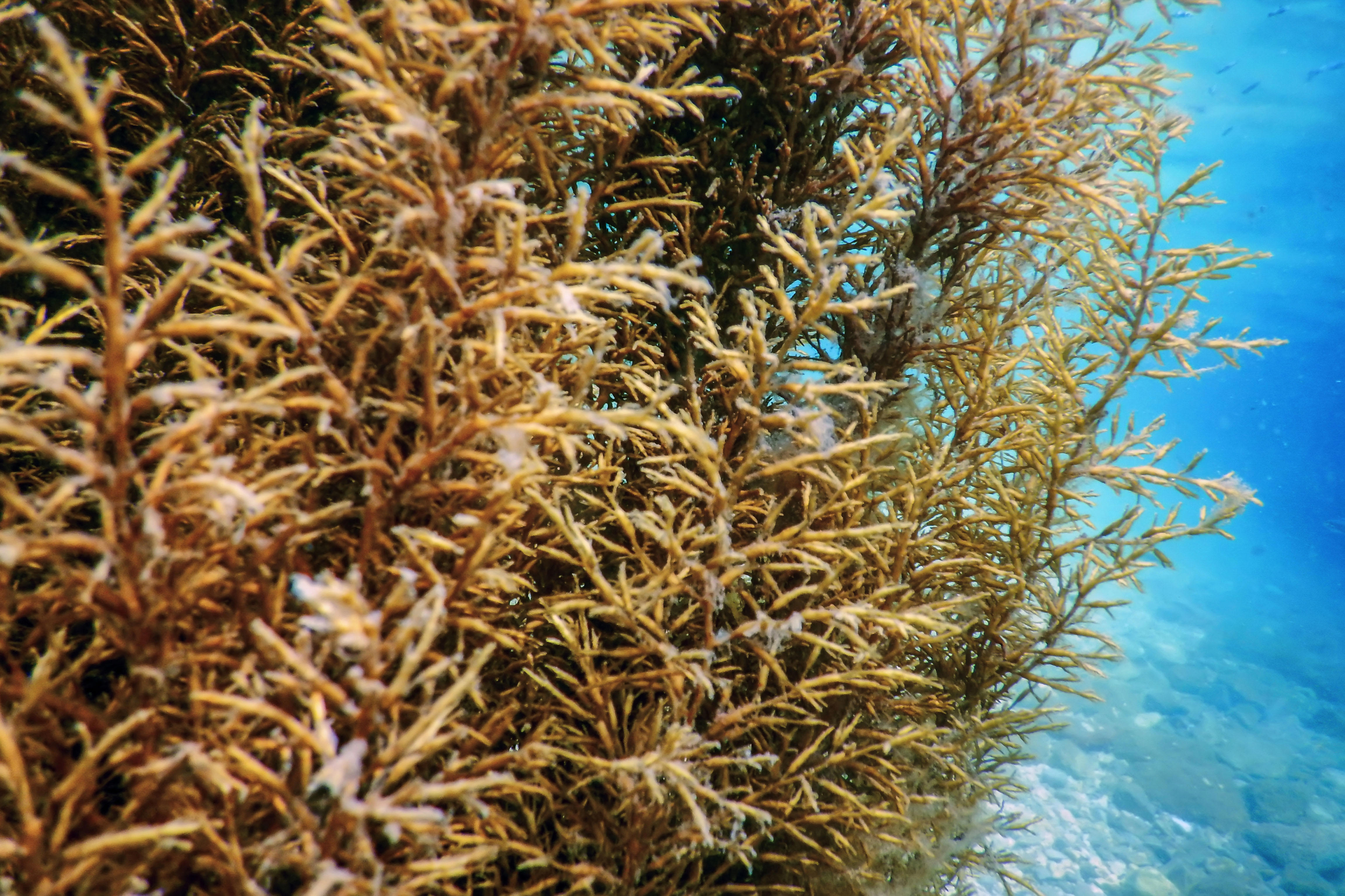 herbe-de-mer-sous-l-eau-gros-plan-sous-l-eau