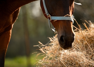 equi-feed