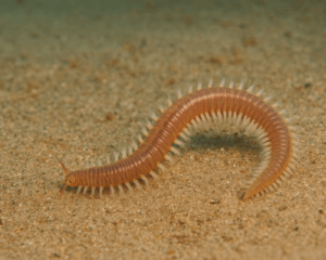macroinvertebrados-en-sedimentos-marinos-300x240