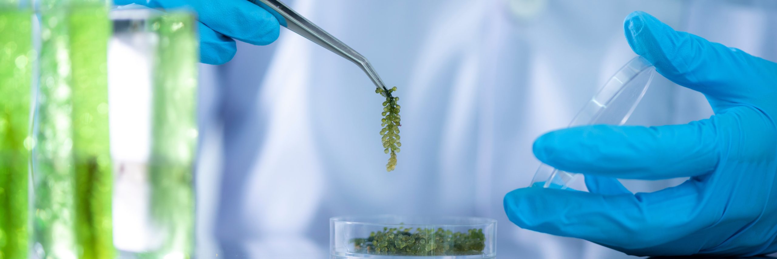 laboratorio-indicadores-biologicos