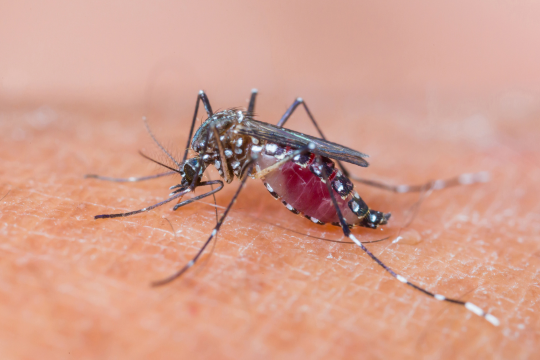 little-card-zika