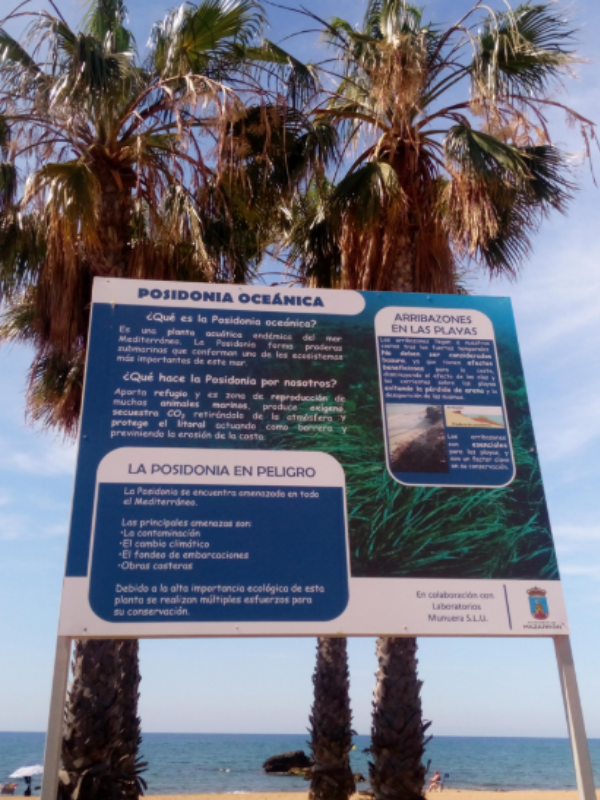 poster-posidonia-oceanica