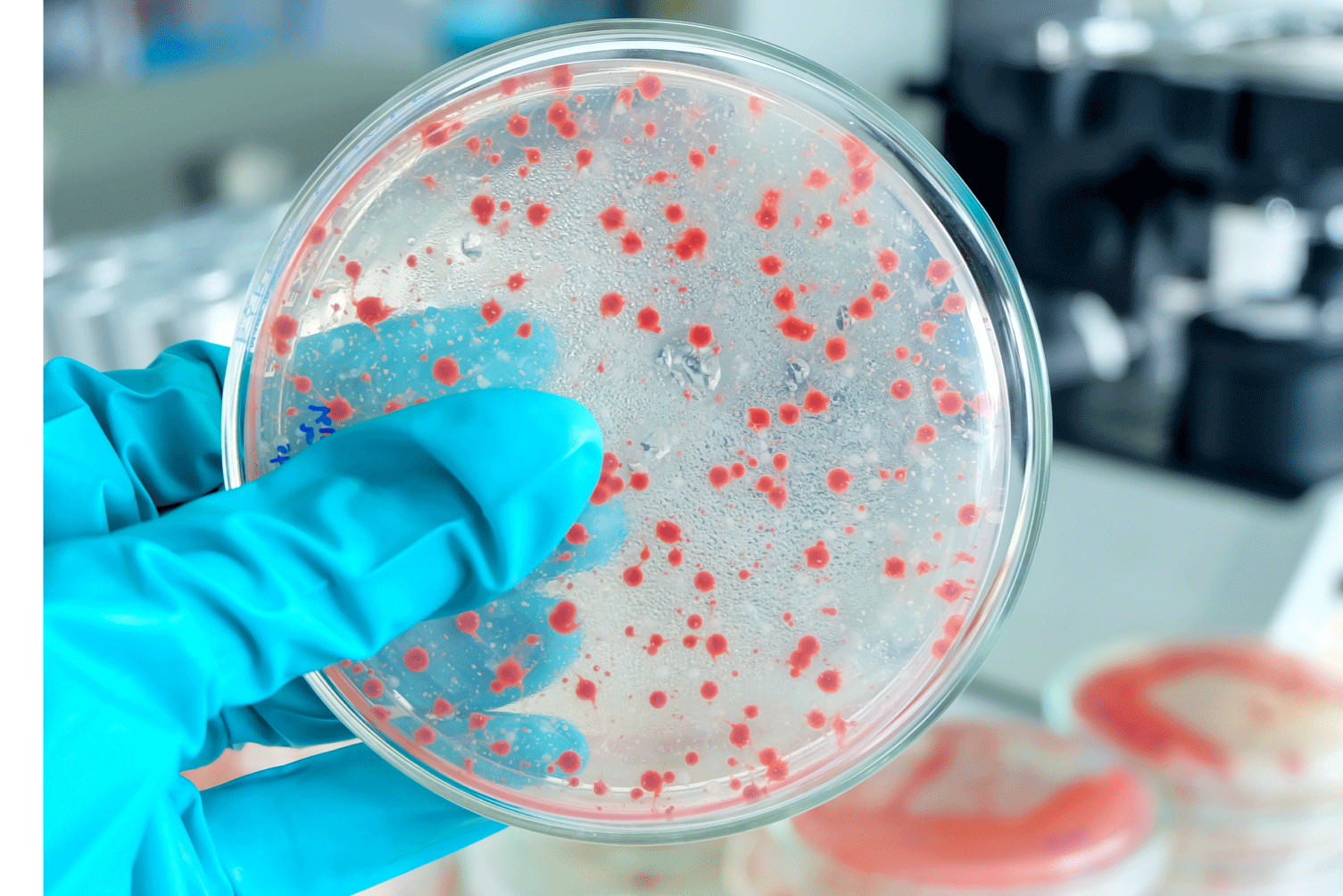 template-web_microbio