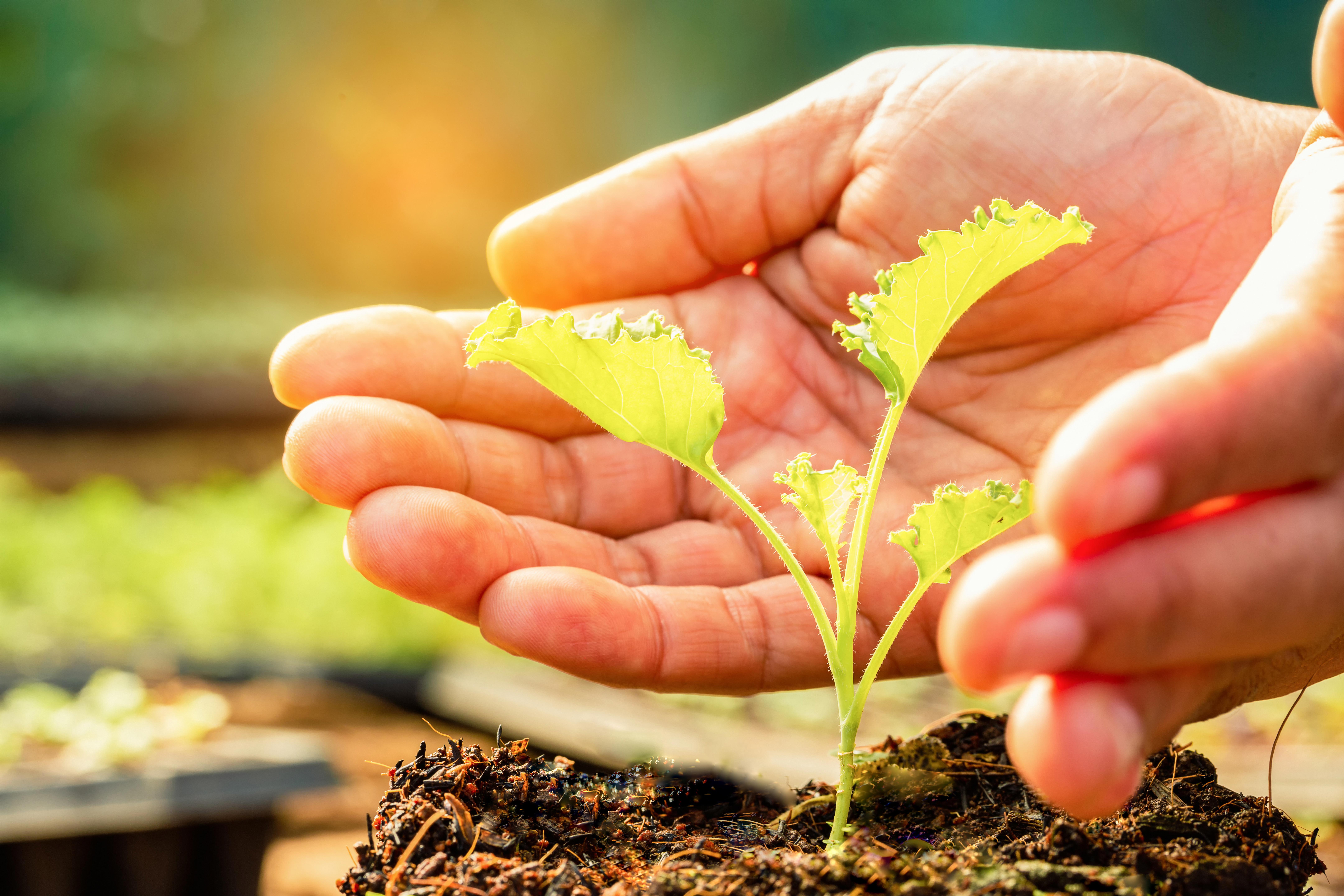 female-hand-with-seedling-farm-agriculture-industry_8640-x-5760-px