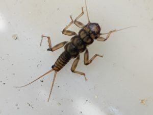 macroinvertebrados-bentonicos-en-rios-300x225