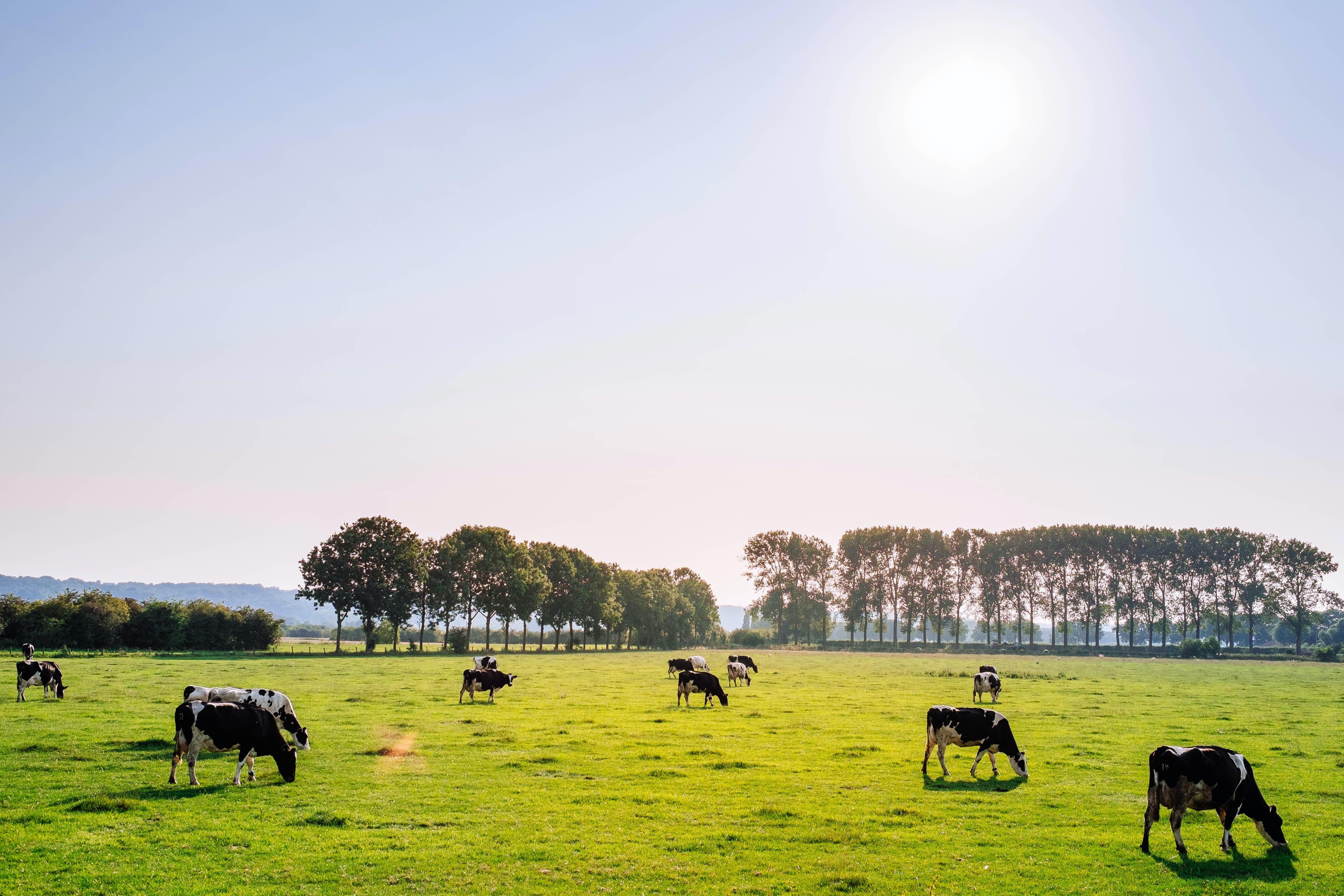 koeien-weiland-grazen-mooi-weer-nl