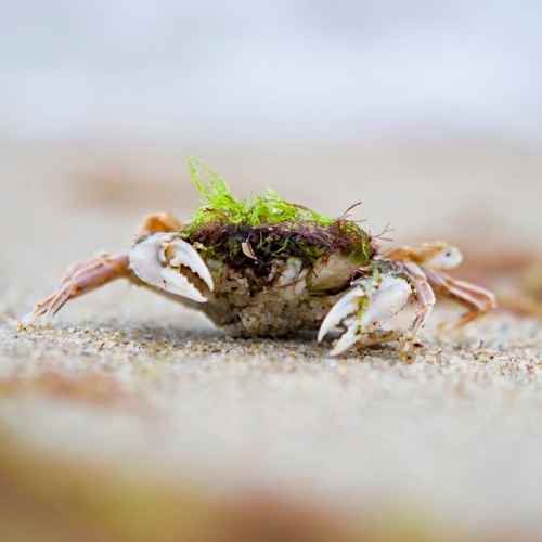 macroinvertebrados-marinos-indicador-biologico