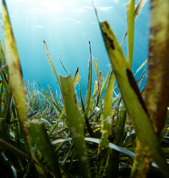 hidrobiología-ecosistemas-marinos