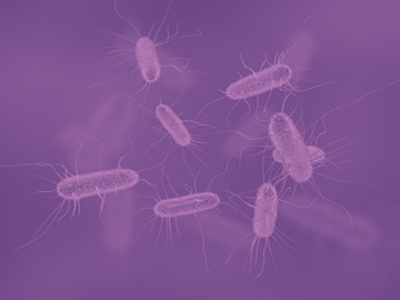 understanding-and-managing-shiga-toxin-producing-ecoli-stec-in-food
