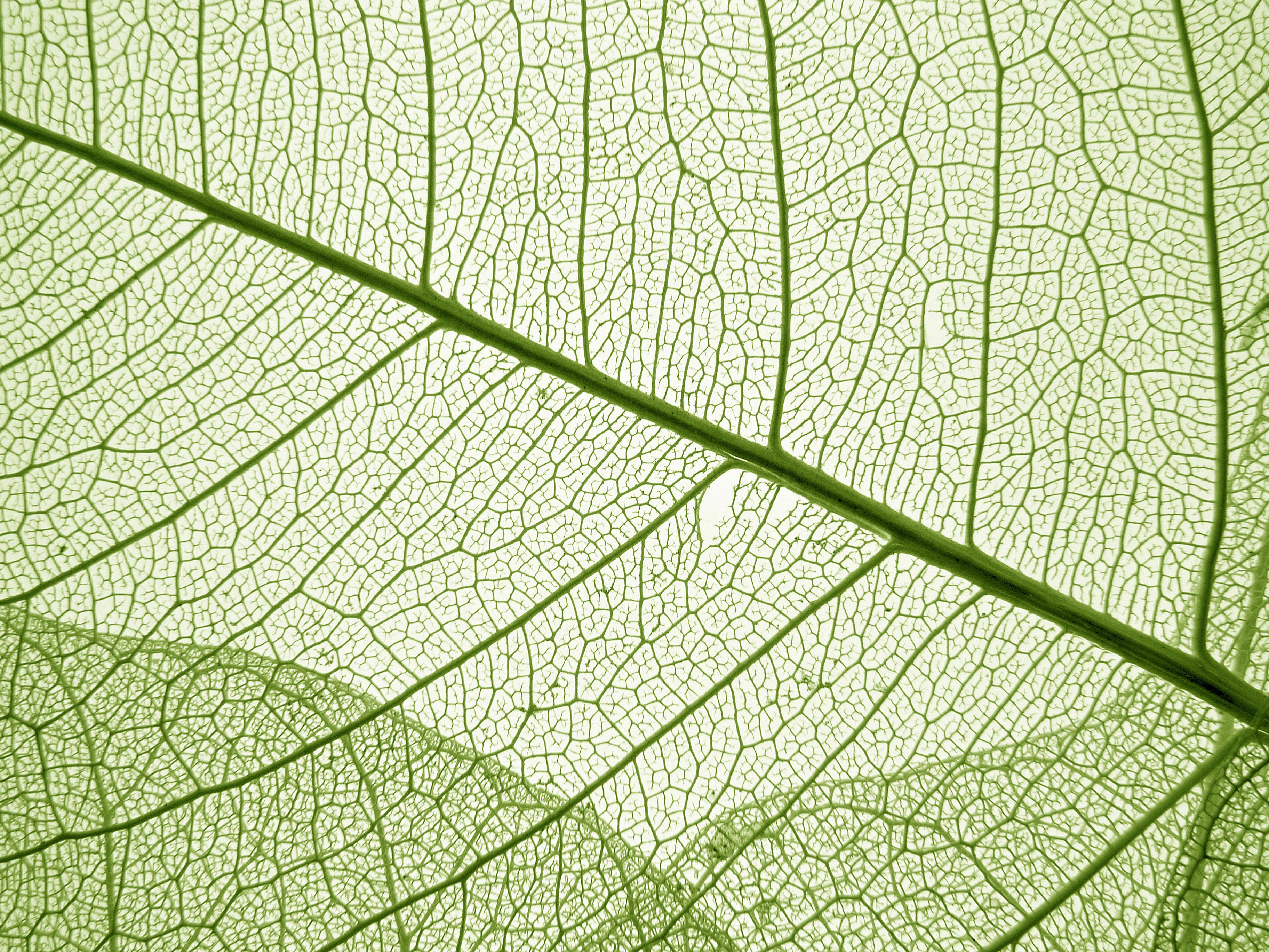 feuille-fotolia_58645085