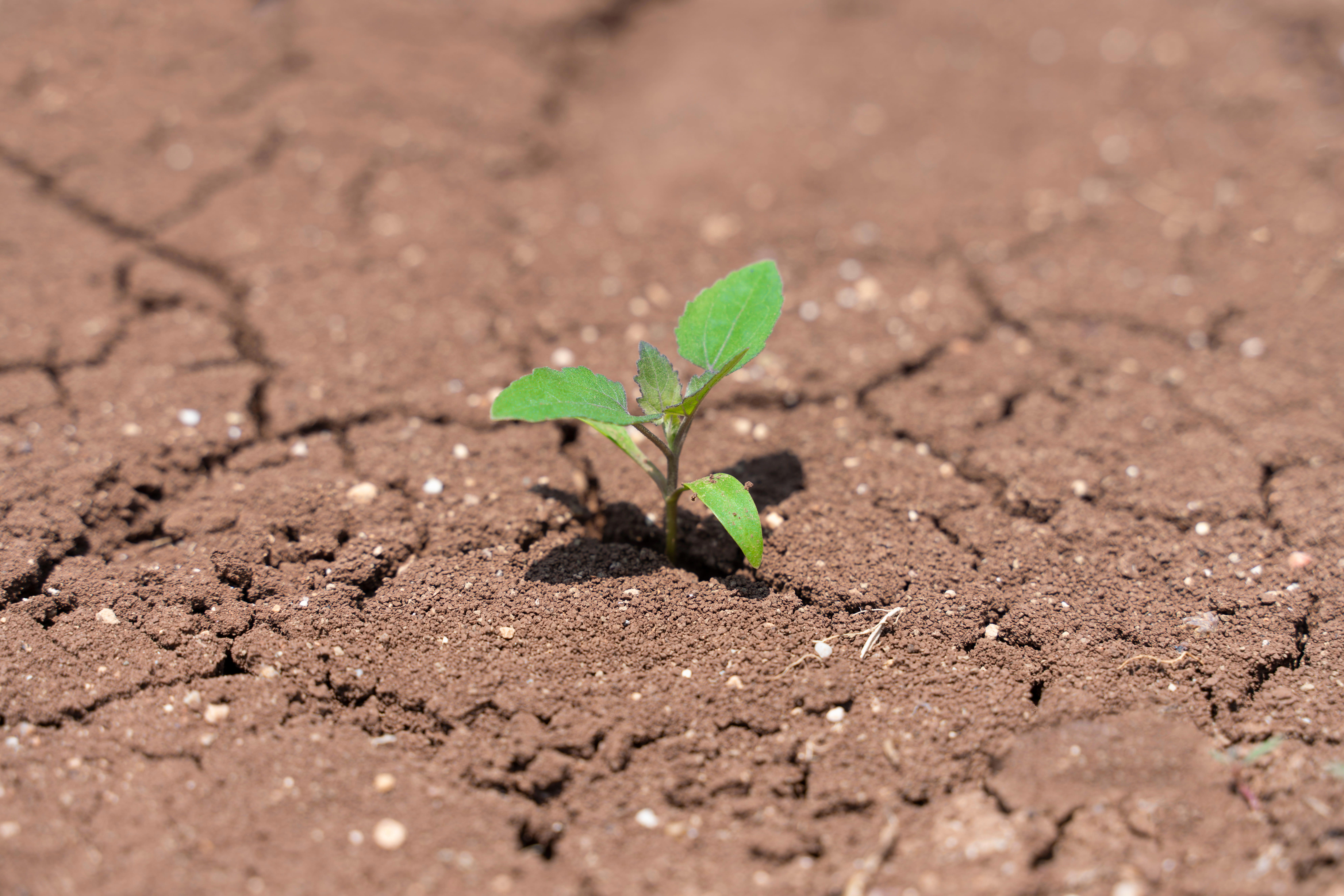 pictures-drought-article-2