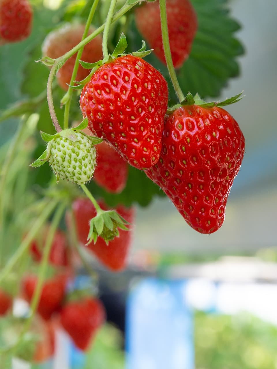 agro-strawberry-on-plant-closeup