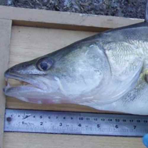 analisis-indicadores-biologicos-peces