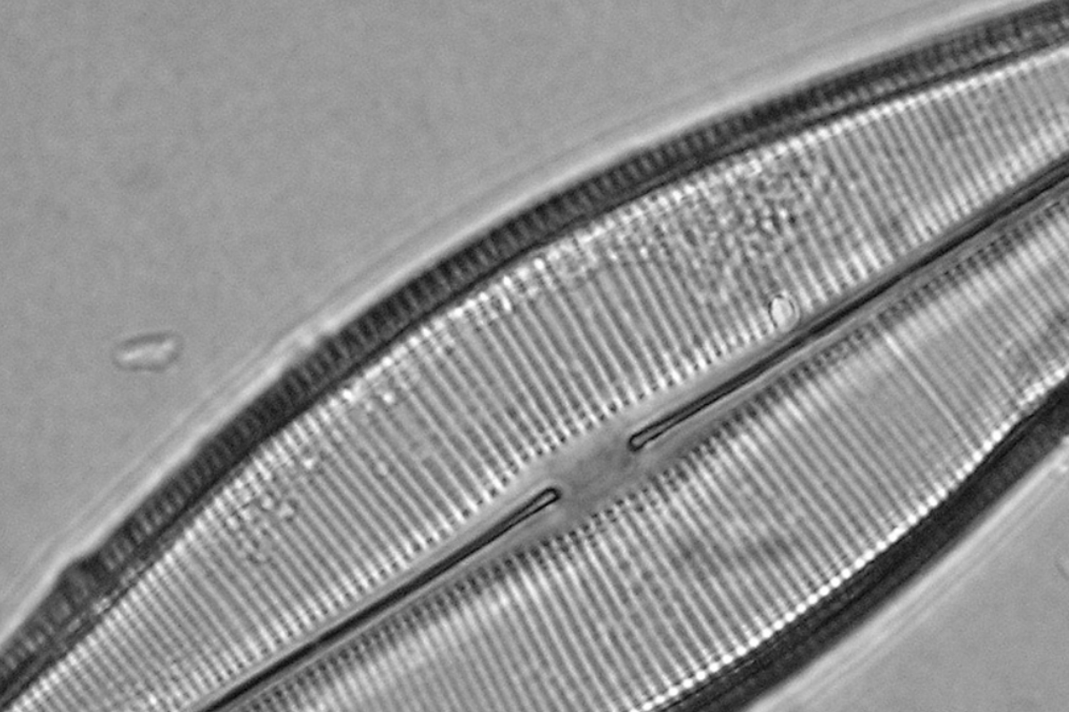 diatomea