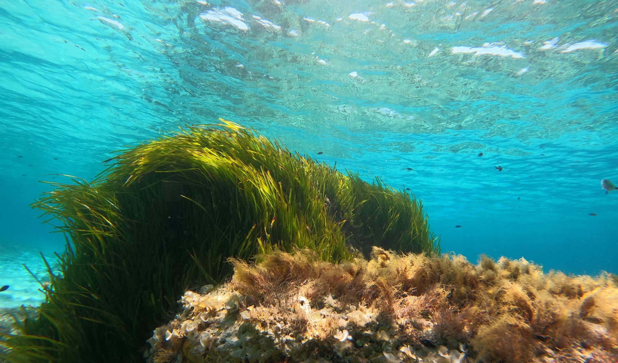 habitat-marino-eurofins