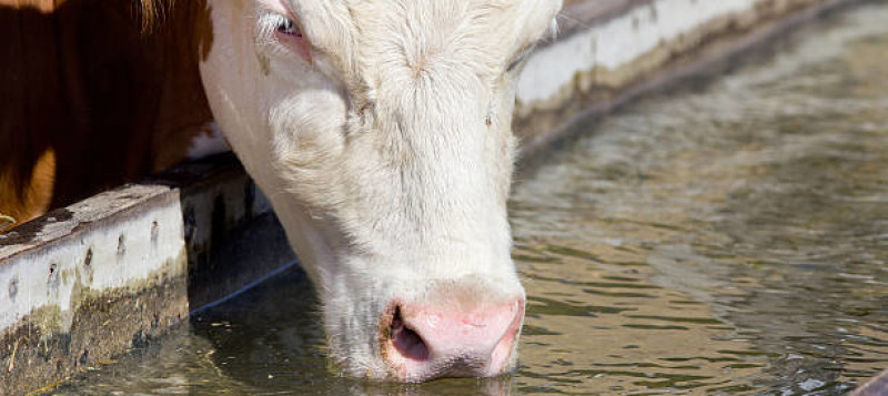 agro-cow-red-drinking-water