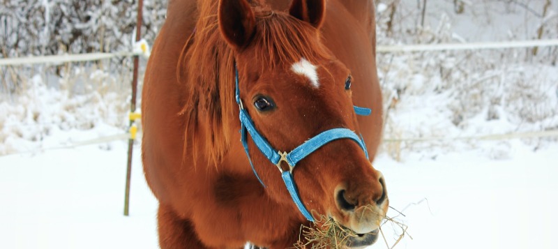 agro-quarter-horse-hay-snow-800x357px