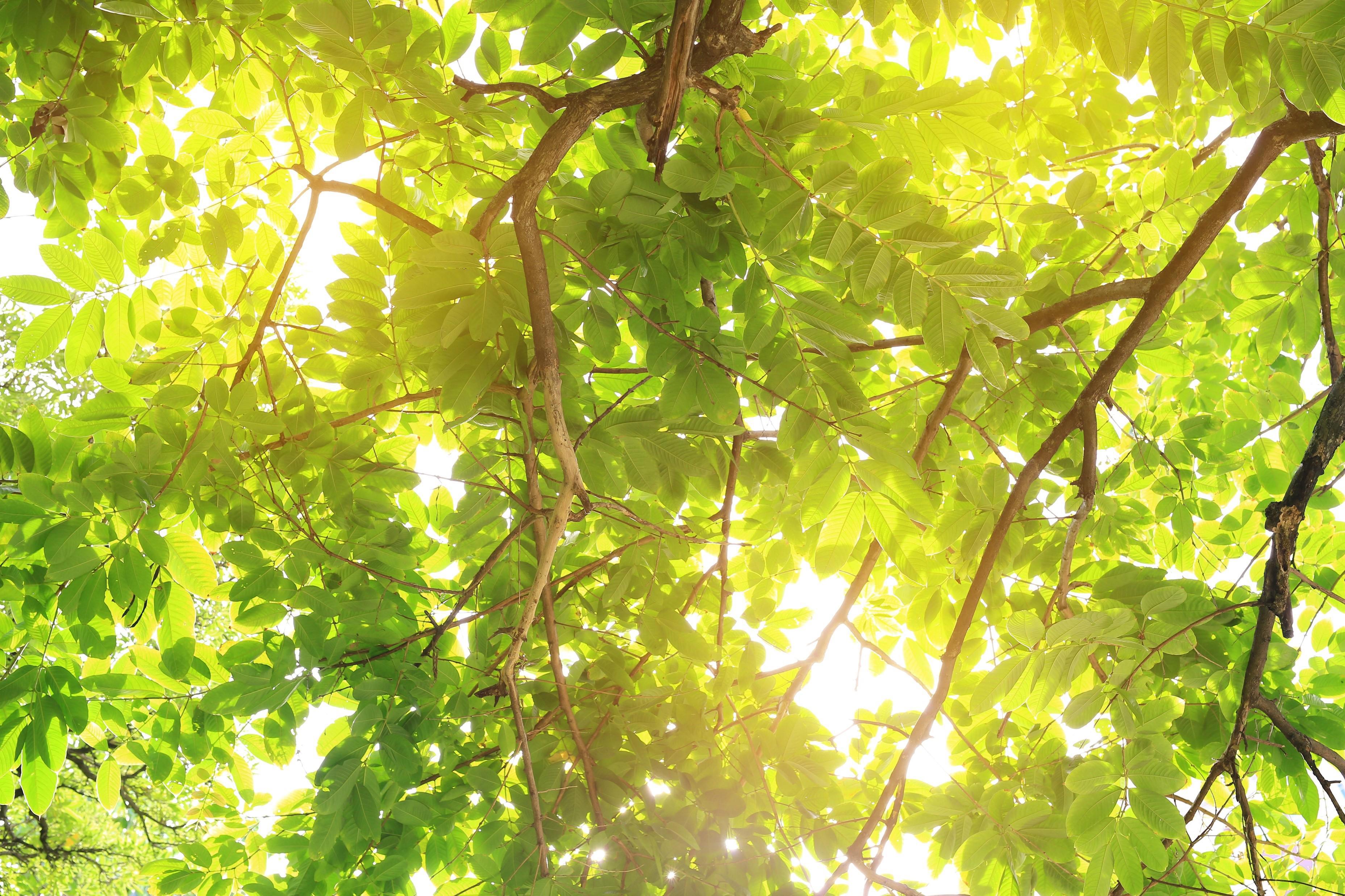 Sunlight filtering through the green leaves and branches of a tree, creating a bright and serene canopy overhead. The light creates a warm, glowing effect on the foliage.