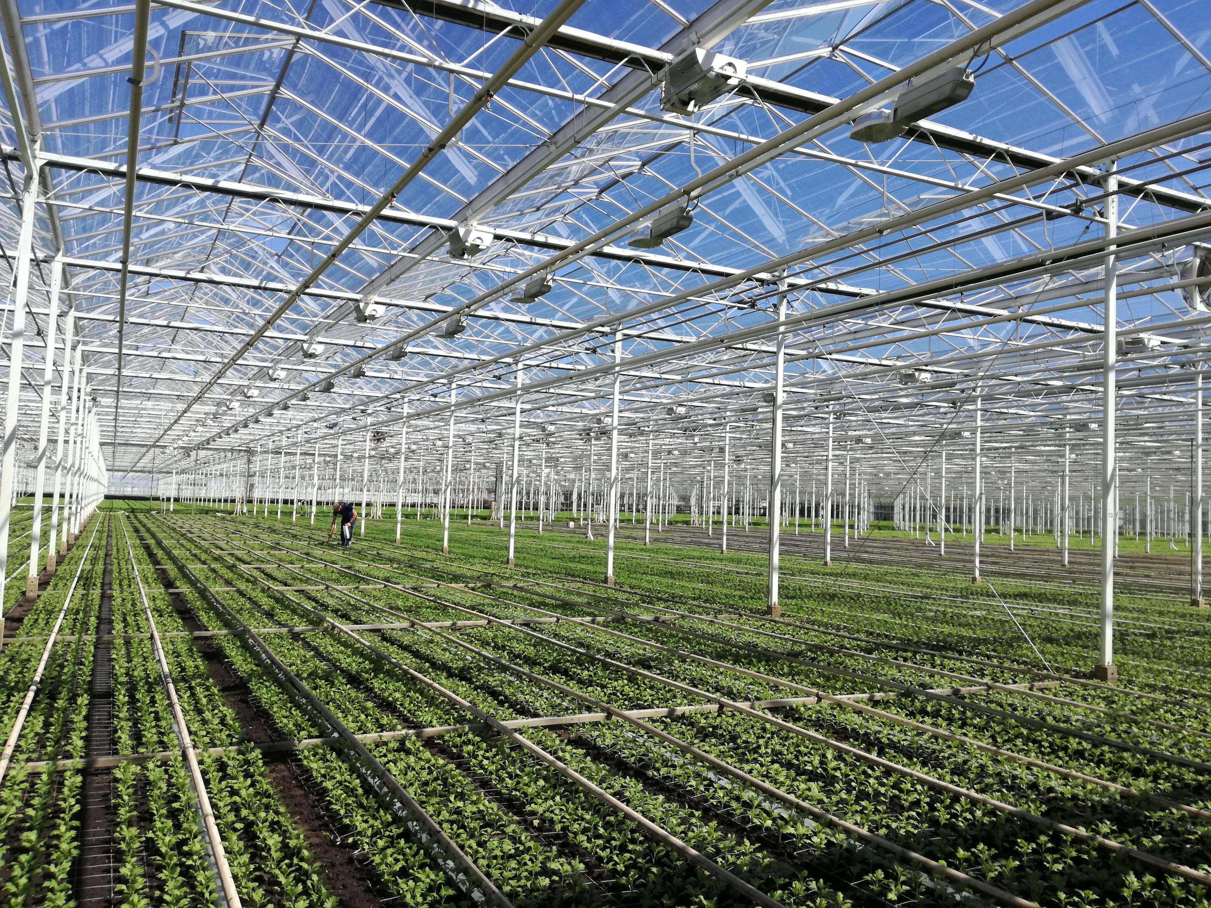 greenhouse