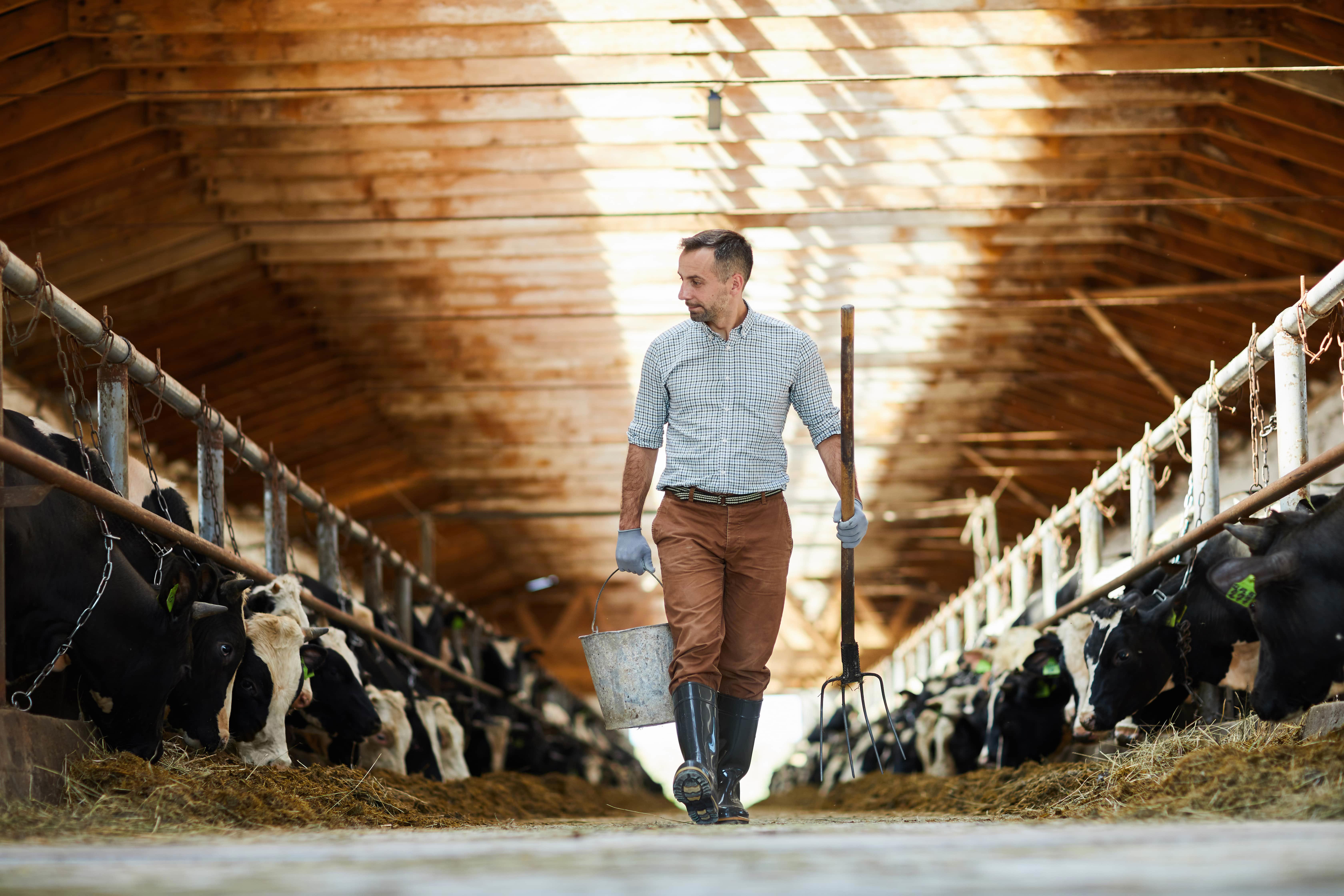 dairy-farm-barn-feeding-cows-web