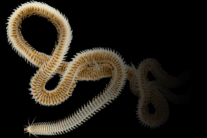 macroinvertebrados-bentonicos-eurofins-1-300x200
