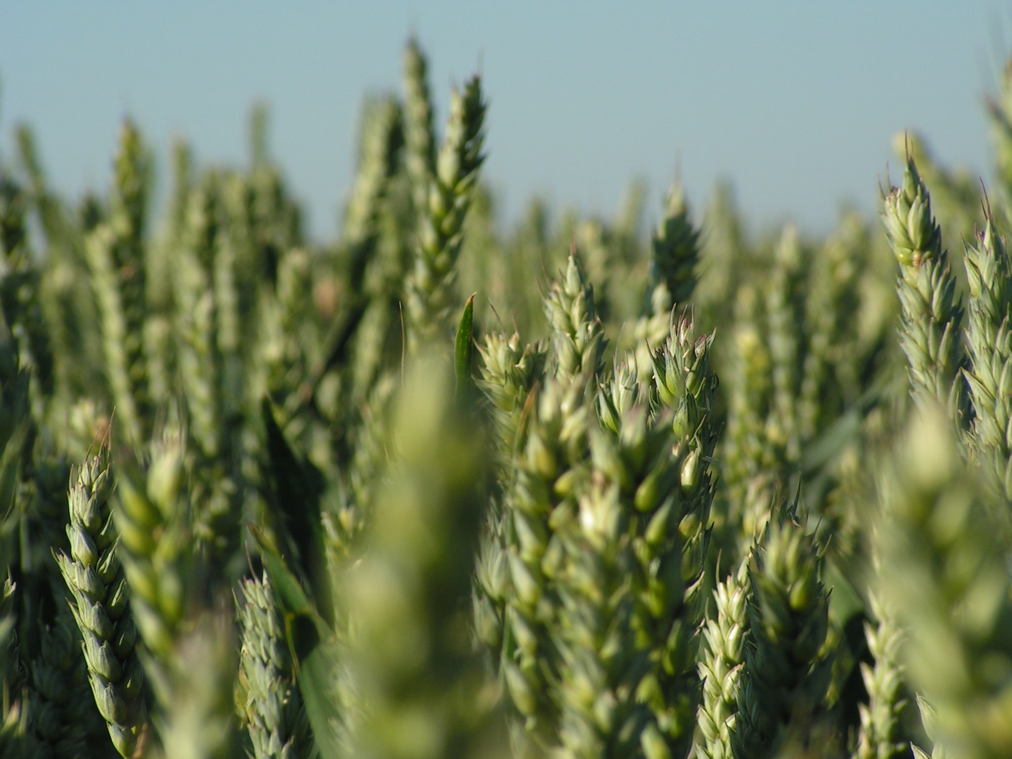 agro-crop-wheat-green-closeup