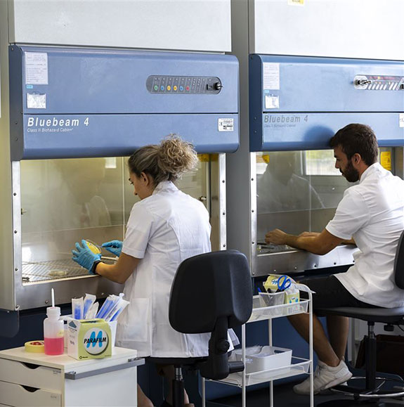 agro-lab-seed_health_testing-people-working-fume-hood