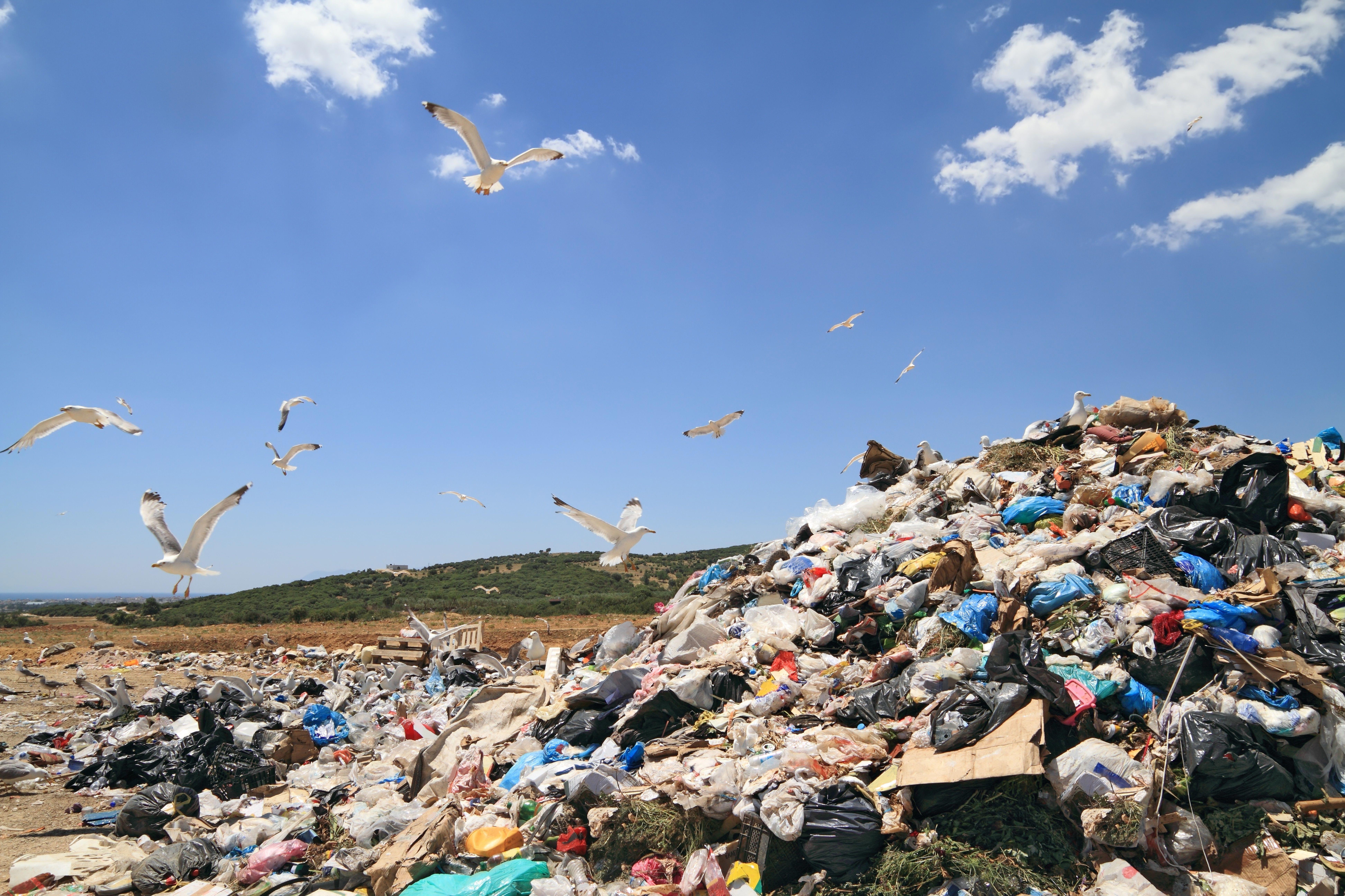 flock-of-seagulls-over-landfill_7776-x-5184-px-l