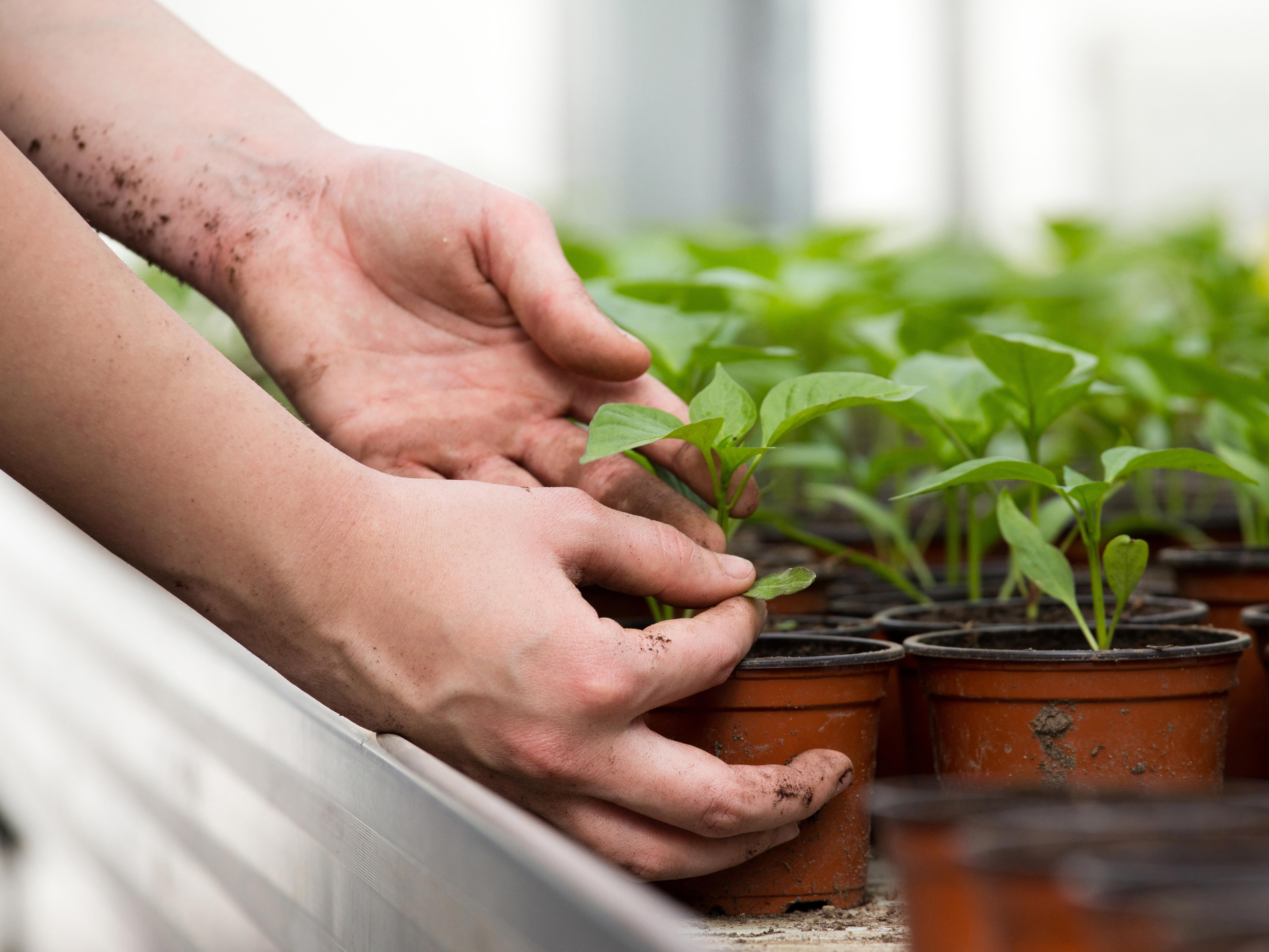 young-female-farmer-taking-care-of-young-sprouts-in-greenhouse-xl_5000x3752px