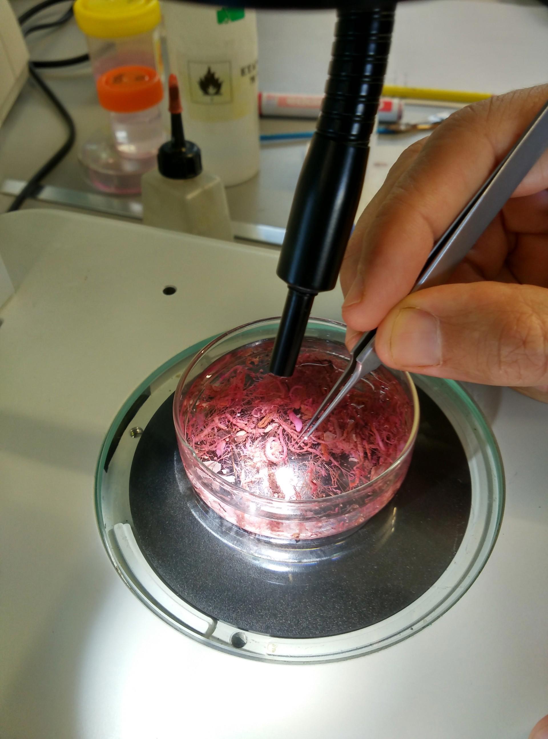 laboratorio-marino