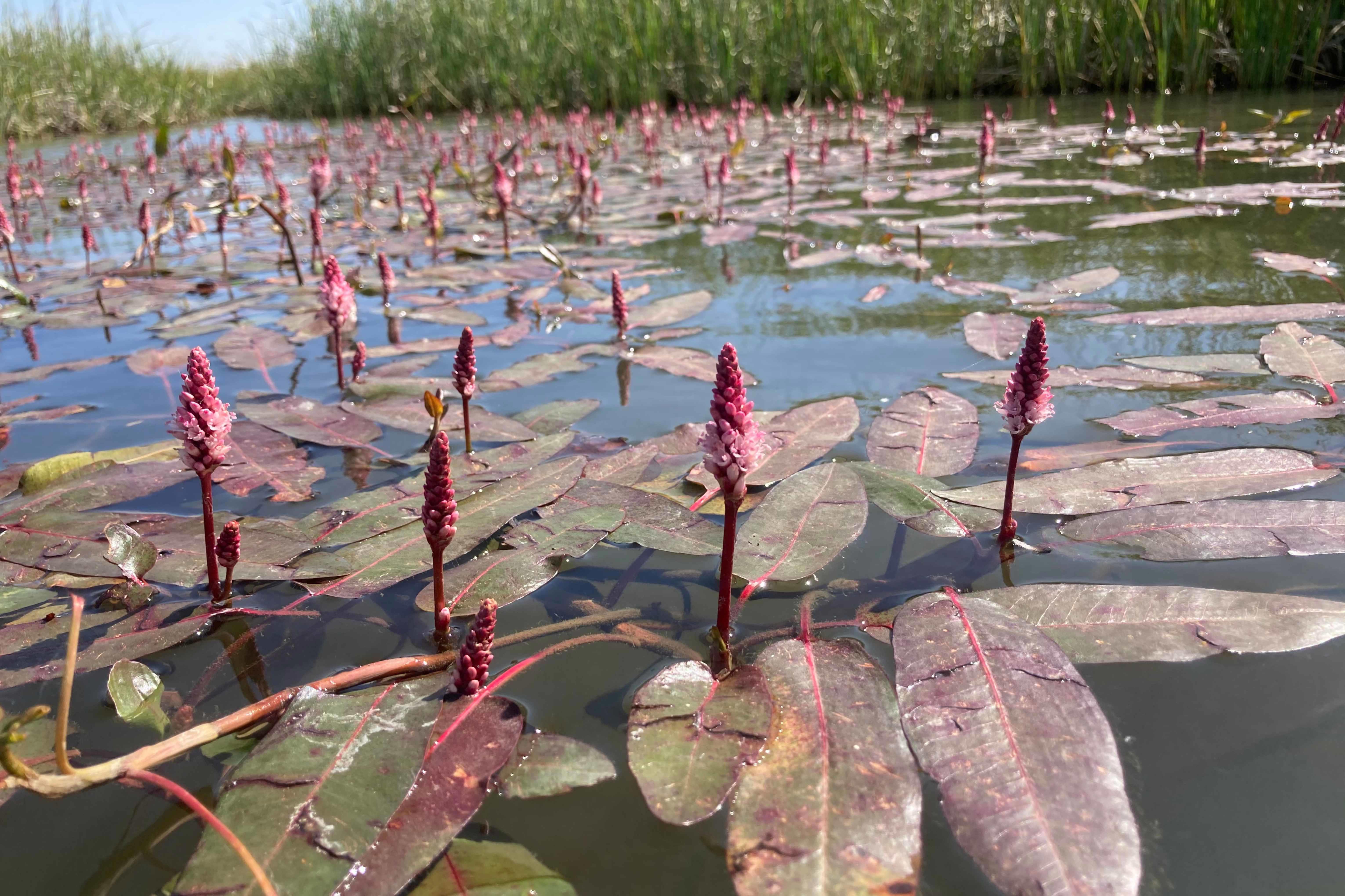 aquatic-flora
